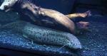 West African lungfish (Protopterus annectens)